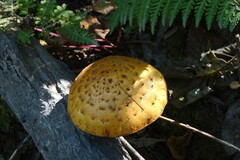 Pholiota