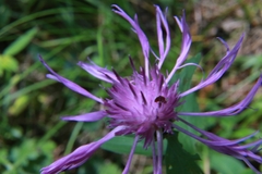 Centaurea nigrescens