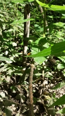 Sambucus racemosa racemosa