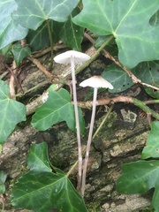 Mycena galericulata
