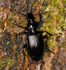 Limodromus assimilis