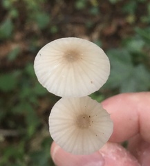 Mycena galericulata