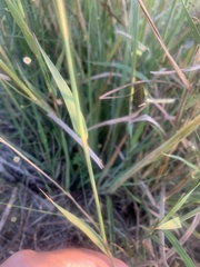 Bothriochloa