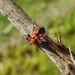 Tegea atropicta