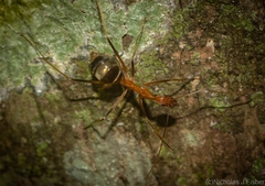 Leptomyrmex rufipes
