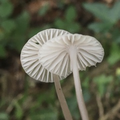 Mycena galericulata