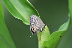 Jamides alecto dromicus