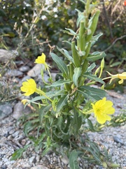 Oenothera parviflora
