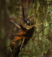 Leptomyrmex rufipes