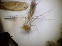 Erythraeidae