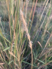 Bothriochloa
