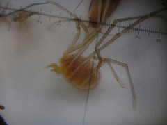 Erythraeidae