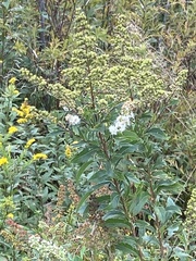 Spiraea