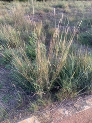 Bothriochloa