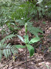 Habenaria pantlingiana