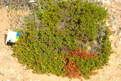 Pultenaea pedunculata