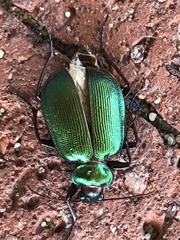 Calosoma schayeri