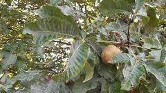 Aesculus × carnea