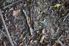 Lithobates sphenocephalus