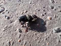 Creophilus maxillosus