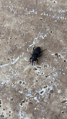 Sphenophorus coesifrons