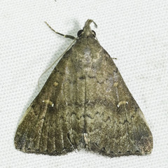Hypenula cacuminalis