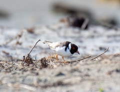 Thinornis cucullatus