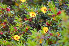 Pultenaea pedunculata