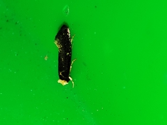 Monopis nigricantella