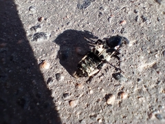 Creophilus maxillosus