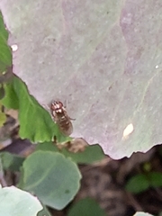 Platycheirus albimanus