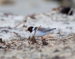 Thinornis cucullatus