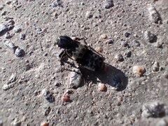 Creophilus maxillosus