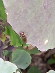 Platycheirus albimanus