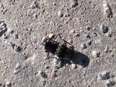 Creophilus maxillosus