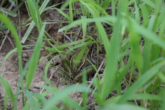 Lithobates sphenocephalus