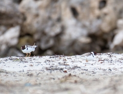 Thinornis cucullatus