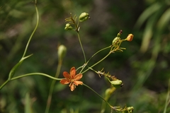 Iris domestica