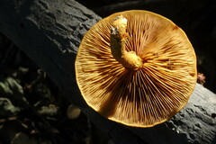 Pholiota