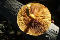 Pholiota