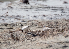 Thinornis cucullatus