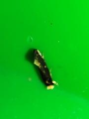 Monopis nigricantella