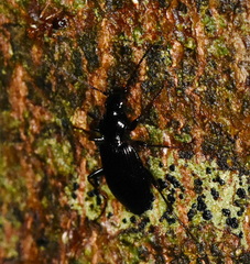 Limodromus assimilis