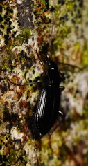 Limodromus assimilis