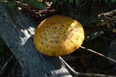 Pholiota