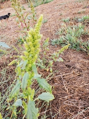 Amaranthus retroflexus