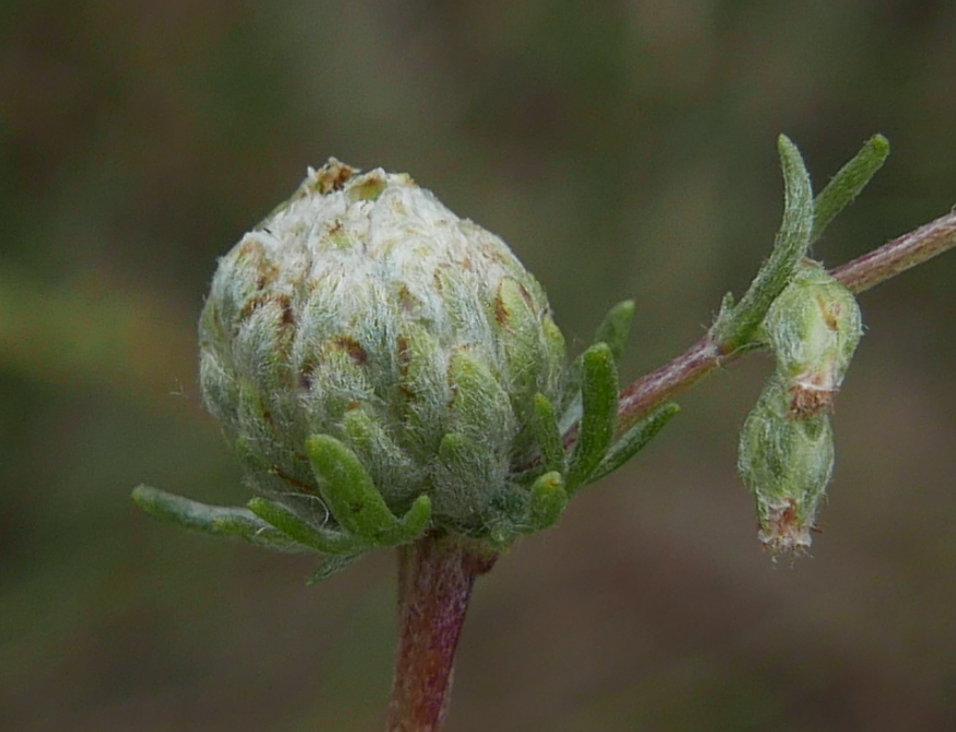 Rhopalomyia artemisiae