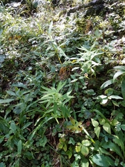 Polygonatum verticillatum