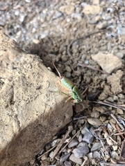 Eupholidoptera schmidti