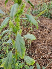 Amaranthus retroflexus